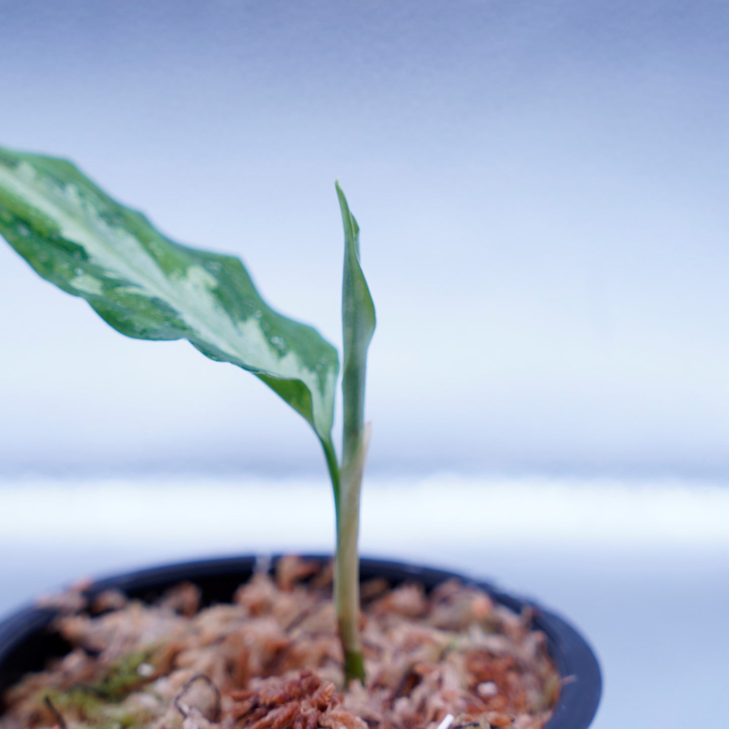 <Grow Aquarium>Aglaonema Pictum “夢観極彩 千眼葉”