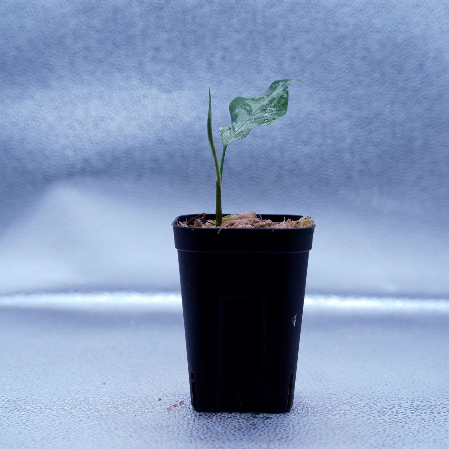 <TZ便>Aglaonema Pictum Argentum【T-090719-b-x-3】