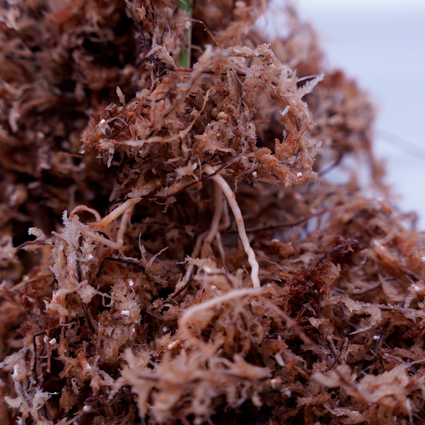 <Grow Aquarium>Aglaonema Pictum “夢観極彩 千眼葉”