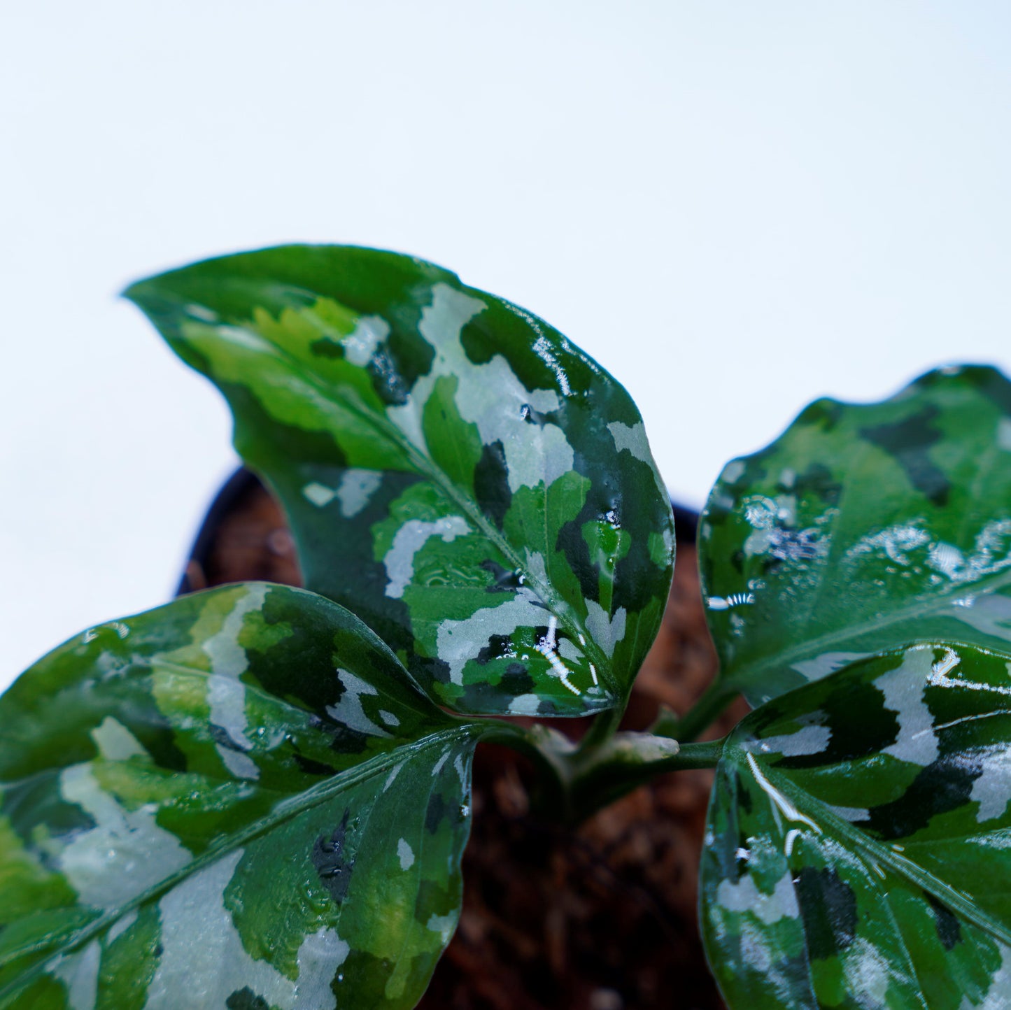 <出射便>Aglaonema Pictum Tricolor “Andaman” Port Blair
