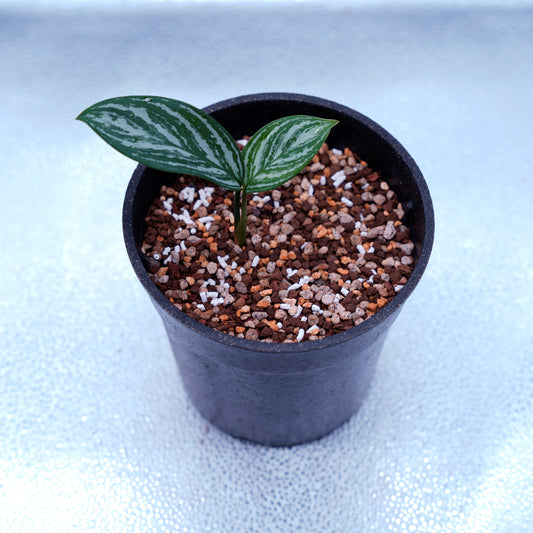 <カーティシー>Aglaonema Nitidum “Curtisii” UND220809