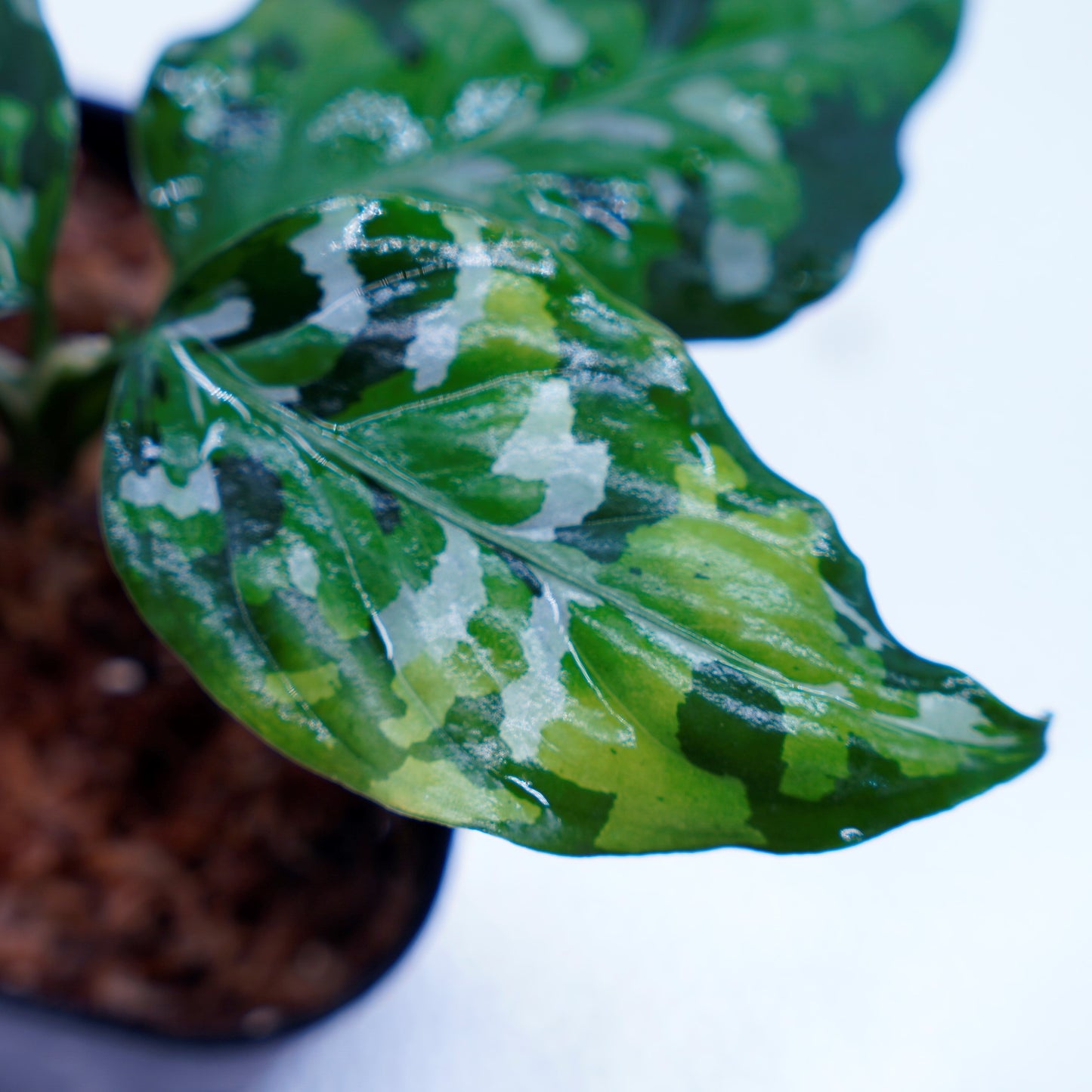 <出射便>Aglaonema Pictum Tricolor “Andaman” Port Blair