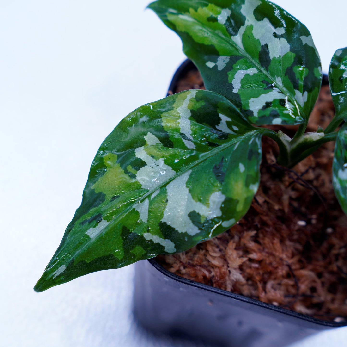 <出射便>Aglaonema Pictum Tricolor “Andaman” Port Blair