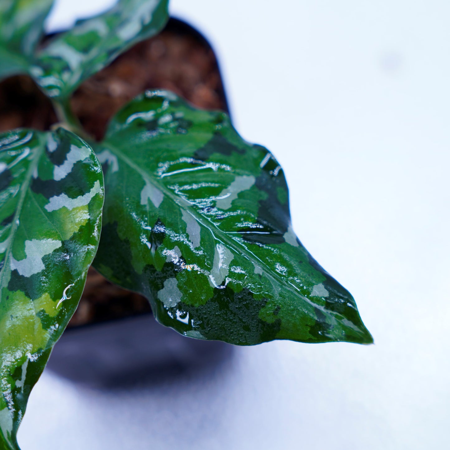 <出射便>Aglaonema Pictum Tricolor “Andaman” Port Blair