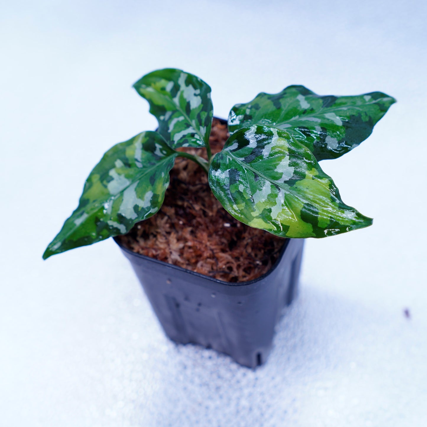 <出射便>Aglaonema Pictum Tricolor “Andaman” Port Blair