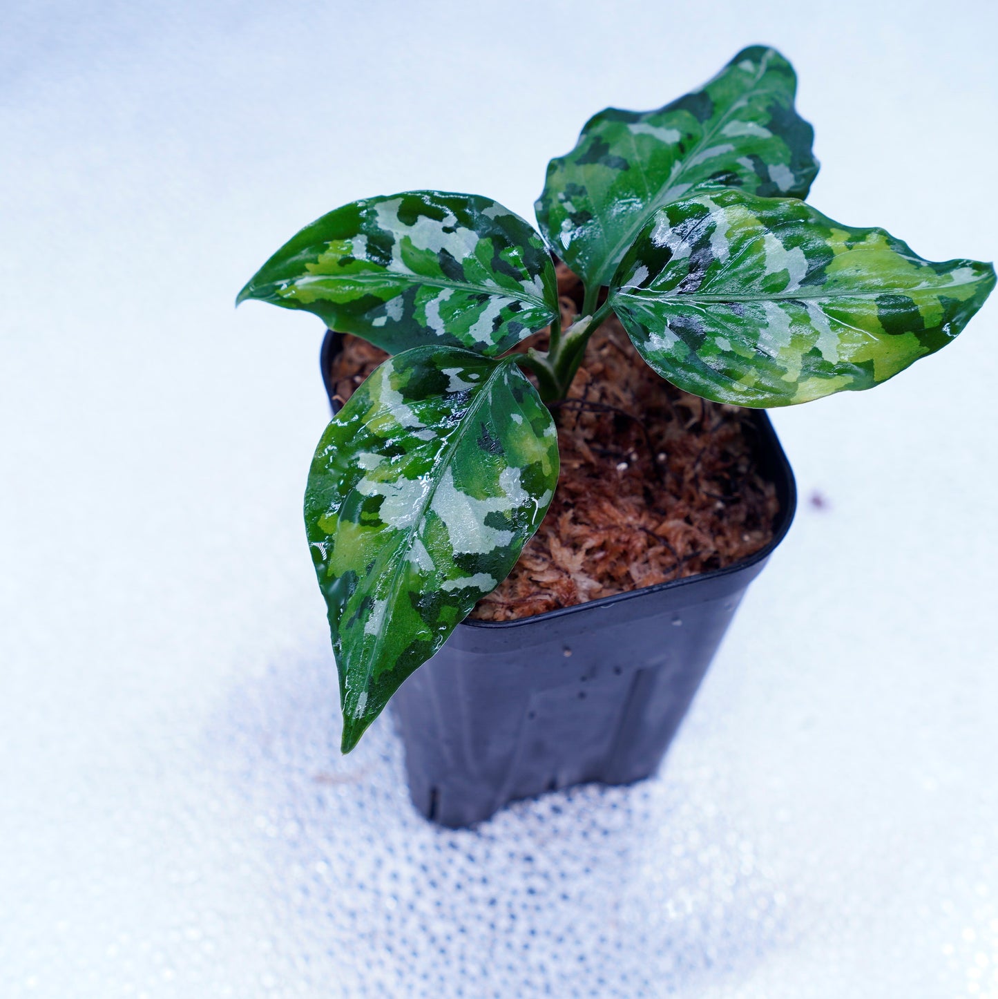 <出射便>Aglaonema Pictum Tricolor “Andaman” Port Blair