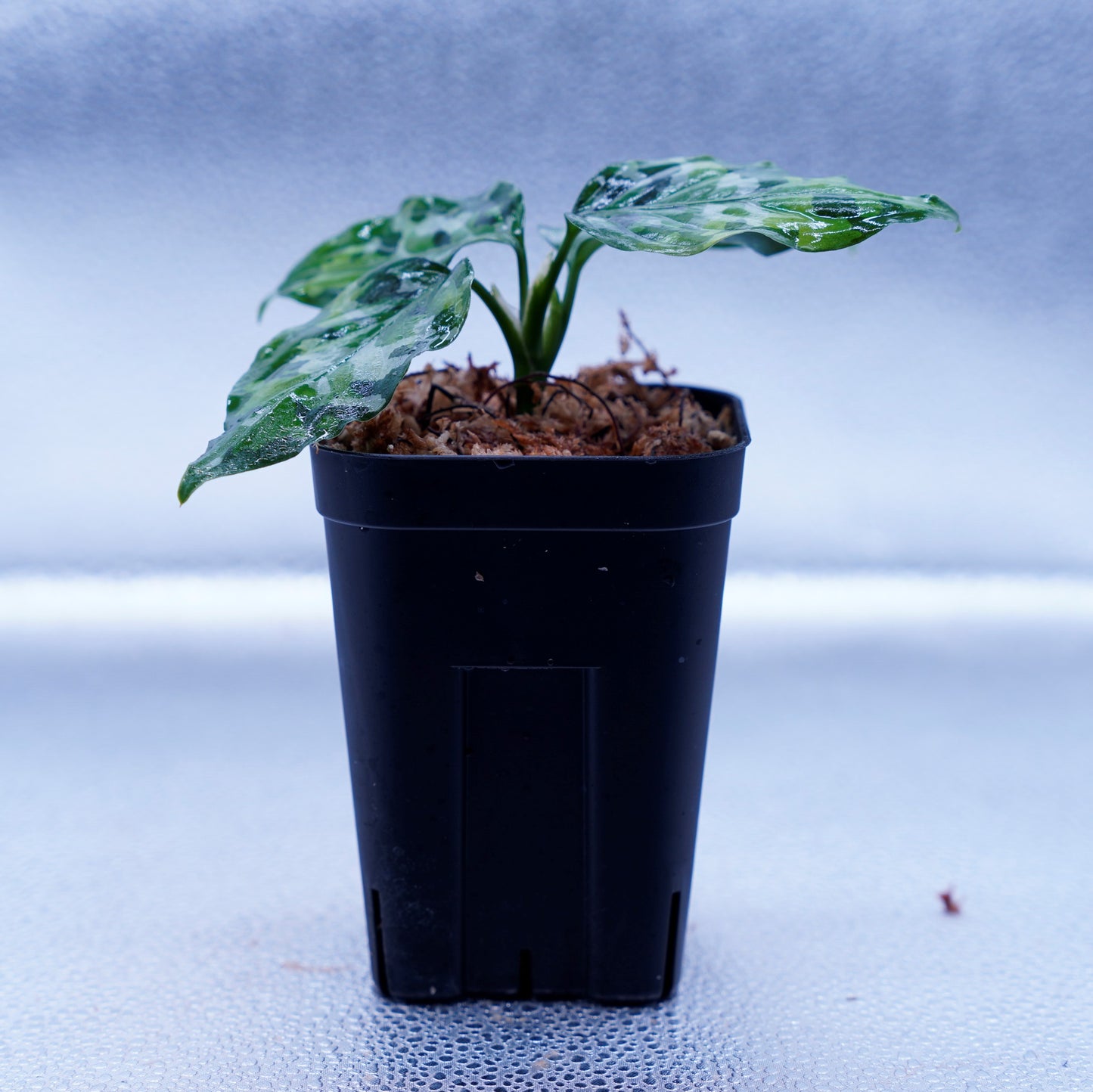 <出射便>Aglaonema Pictum Tricolor “Andaman” Port Blair