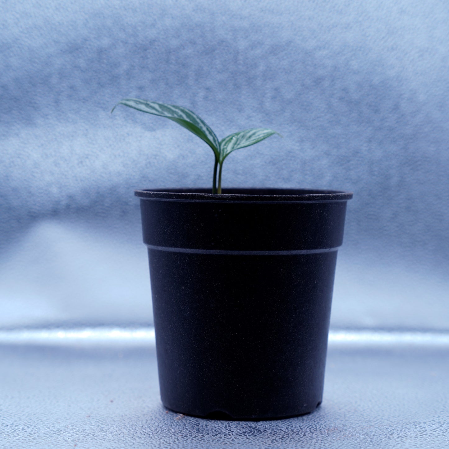 <カーティシー>Aglaonema Nitidum “Curtisii” UND220809