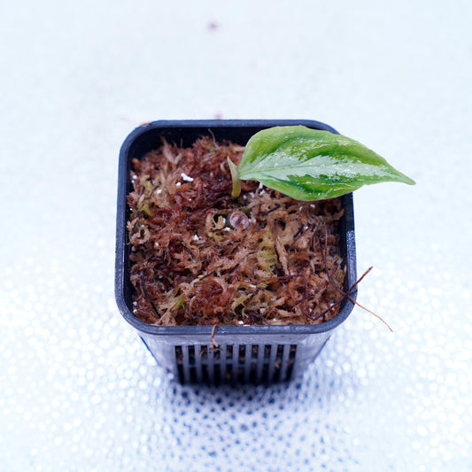 <AZ便> Aglaonema Pictum 【Laplace】箱個体 UC from Sibolga timur “AZ 0213-5C”