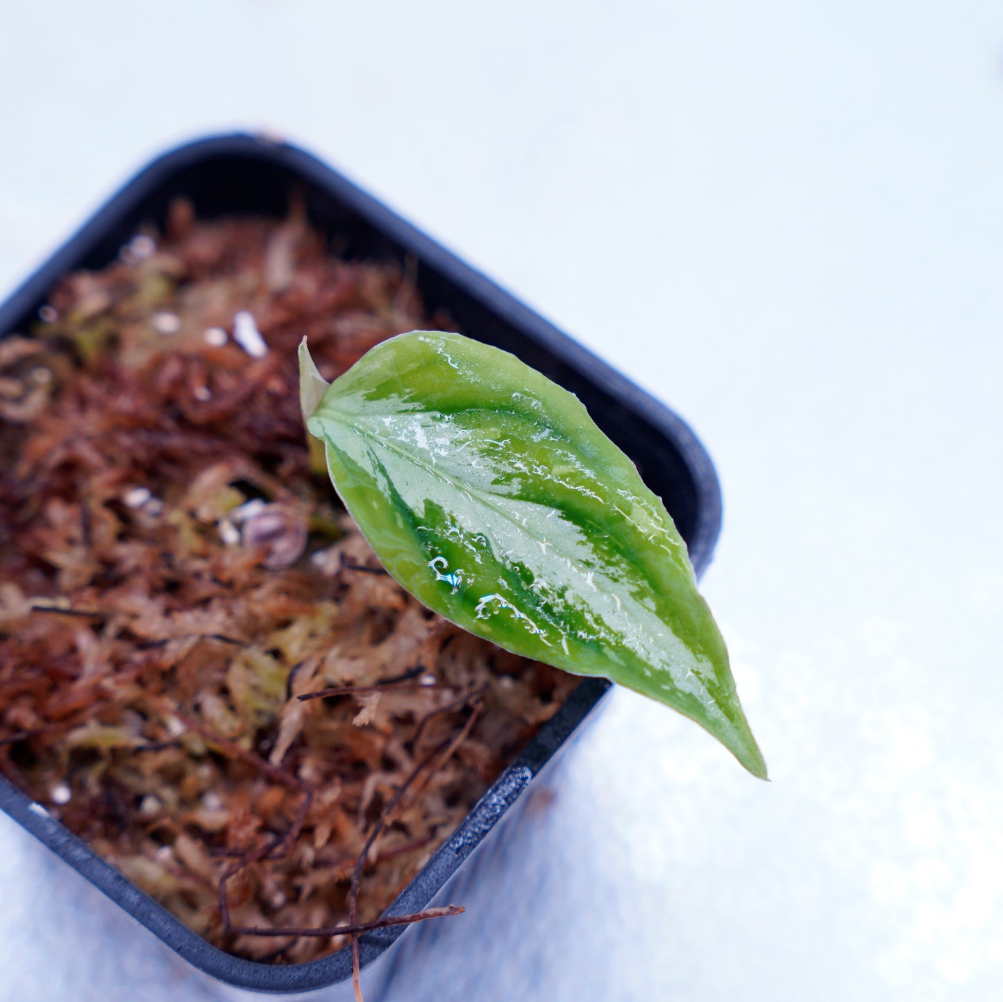 <AZ便> Aglaonema Pictum 【Laplace】箱個体 UC from Sibolga timur “AZ 0213-5C”