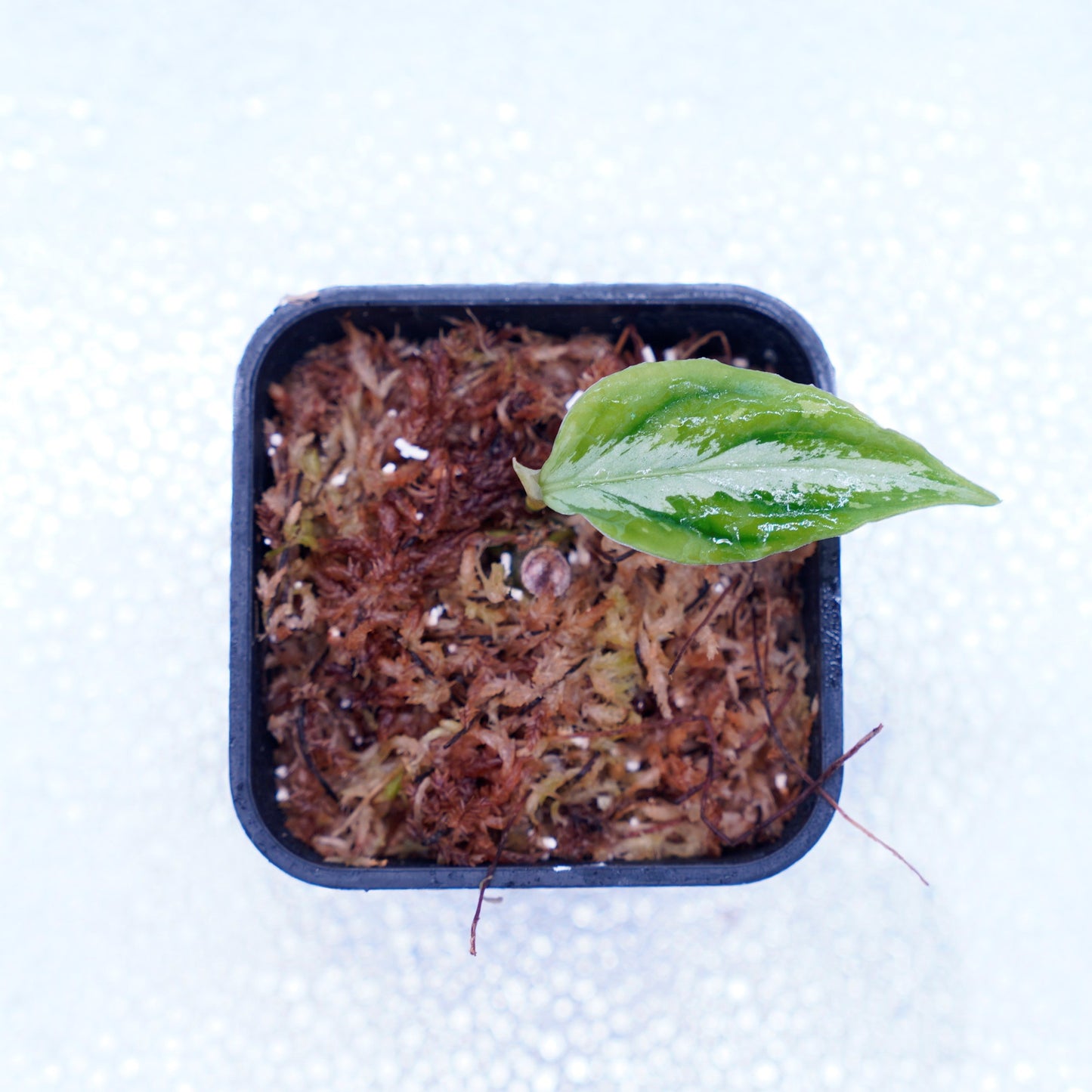 <AZ便> Aglaonema Pictum 【Laplace】箱個体 UC from Sibolga timur “AZ 0213-5C”