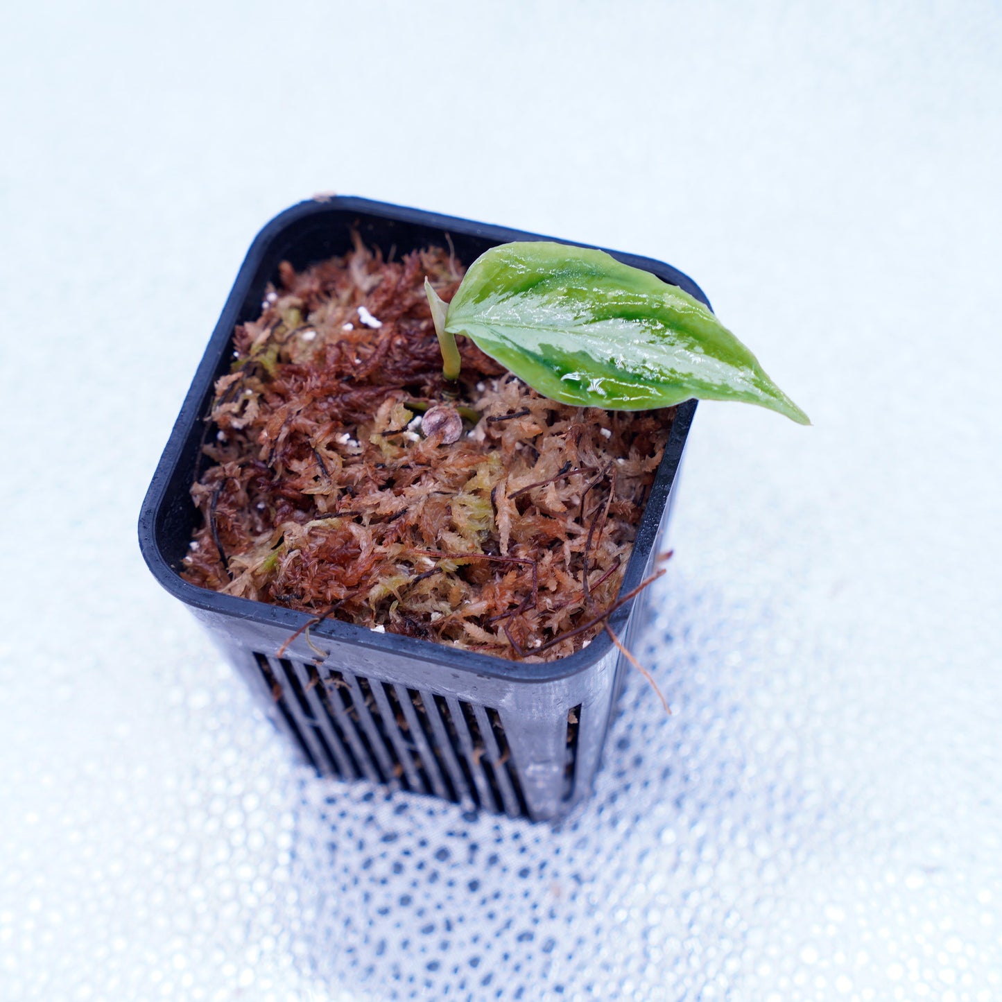<AZ便> Aglaonema Pictum 【Laplace】箱個体 UC from Sibolga timur “AZ 0213-5C”