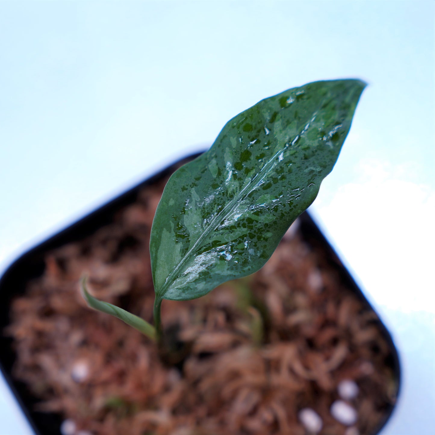 <TZ便>Aglaonema Pictum Argentum【T-090719-b-x-3】