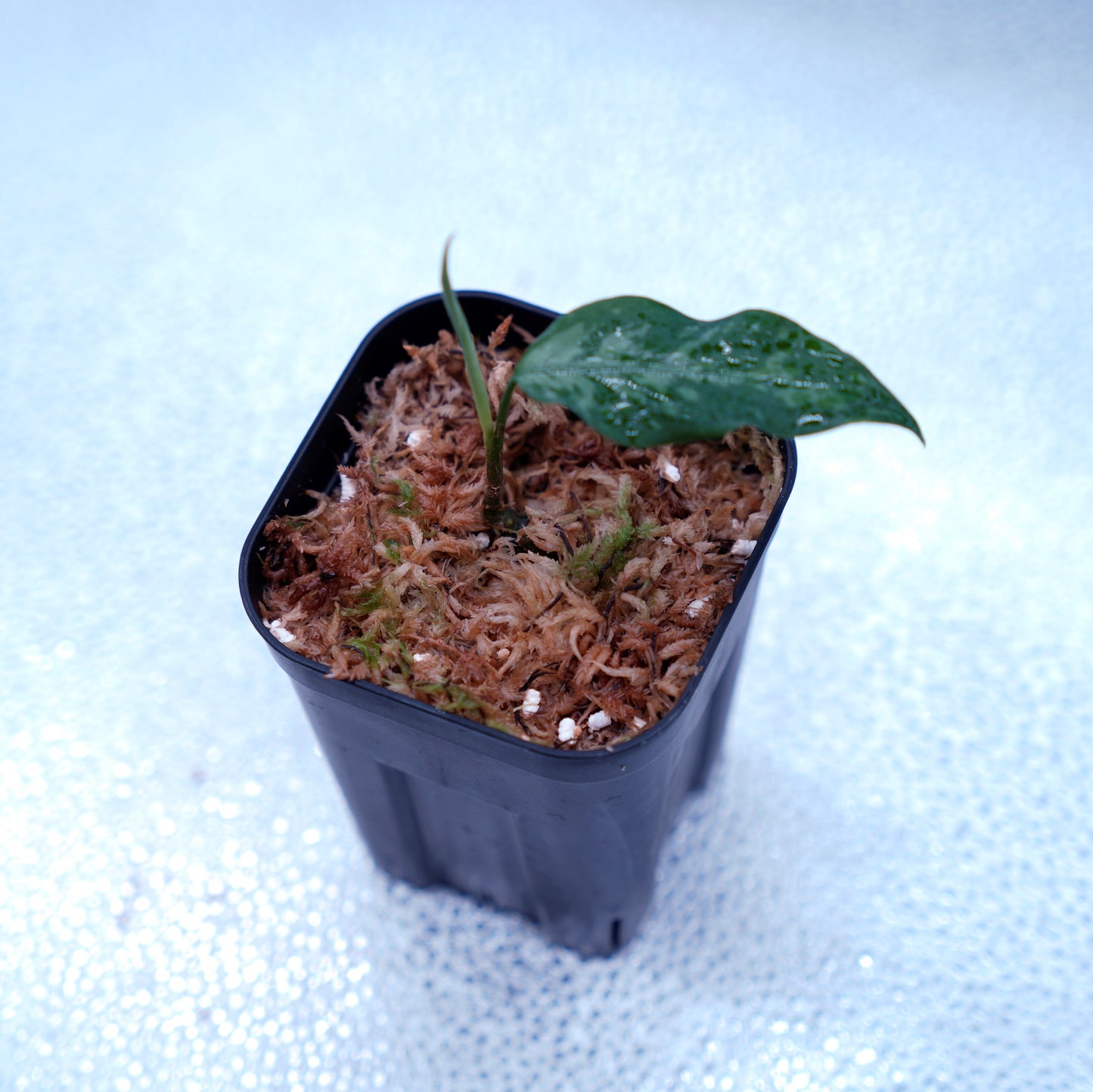 <TZ便>Aglaonema Pictum Argentum【T-090719-b-x-3】
