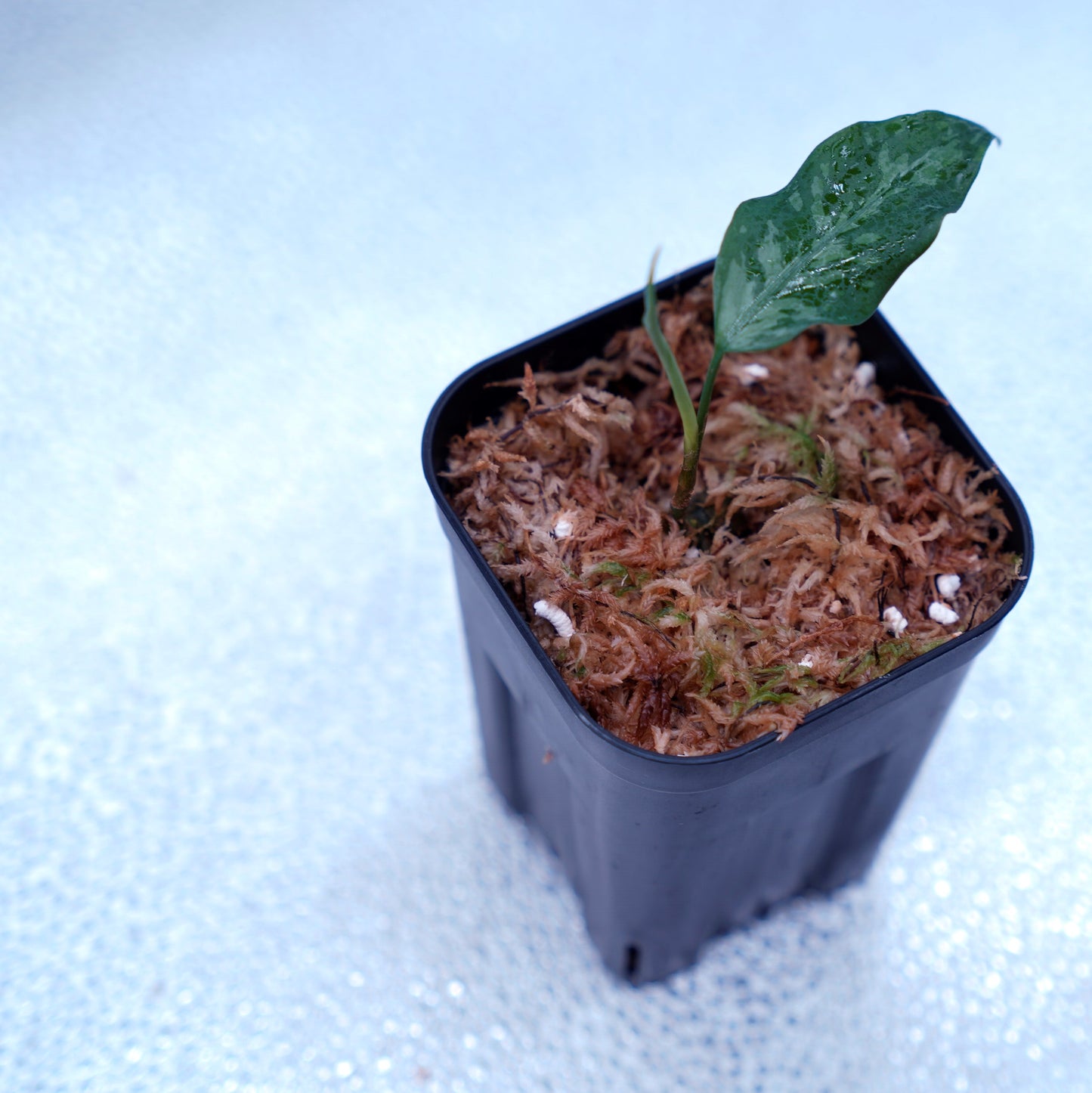 <TZ便>Aglaonema Pictum Argentum【T-090719-b-x-3】