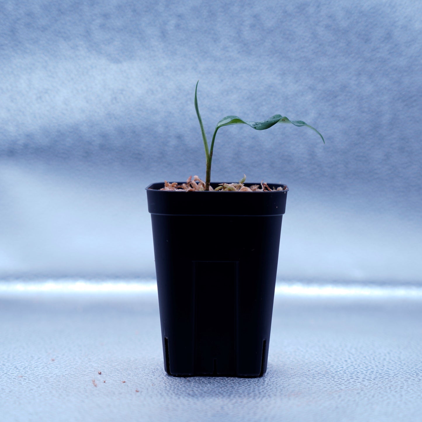 <TZ便>Aglaonema Pictum Argentum【T-090719-b-x-3】