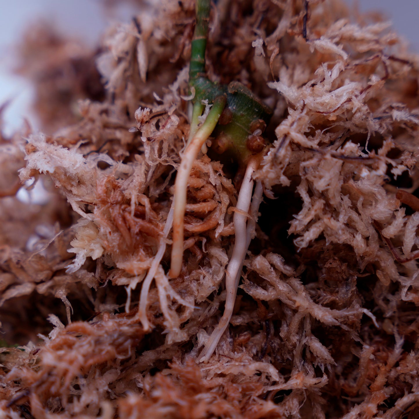 <TZ便>Aglaonema Pictum Argentum【T-090719-b-x-3】