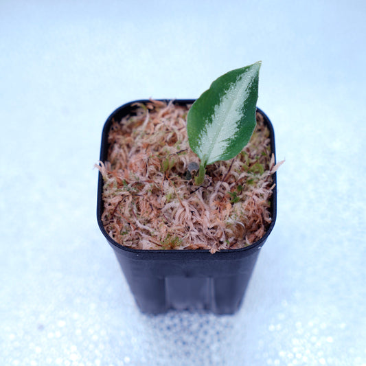 <AZ便>Aglaonema Pictum “Castle“ PDNC from Padang【AZ1012-10b】