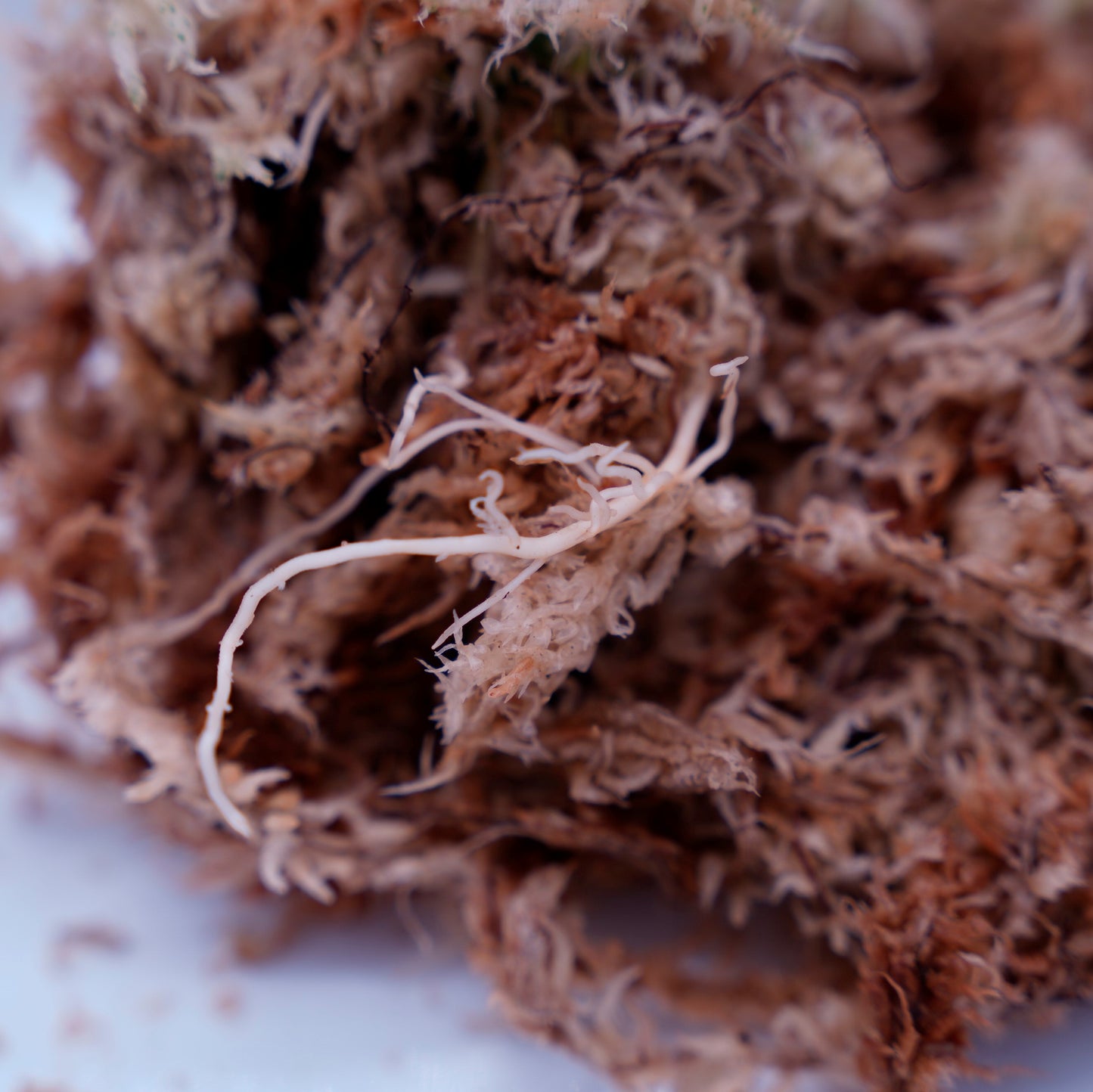 <AZ便>Aglaonema Pictum “Castle“ PDNC from Padang【AZ1012-10b】