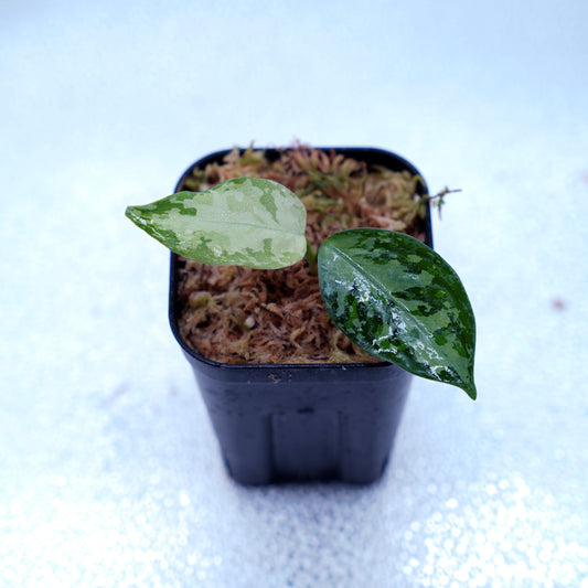 <オリジナル>Aglaonema Pictum Multicolor UND 【SEGAL】