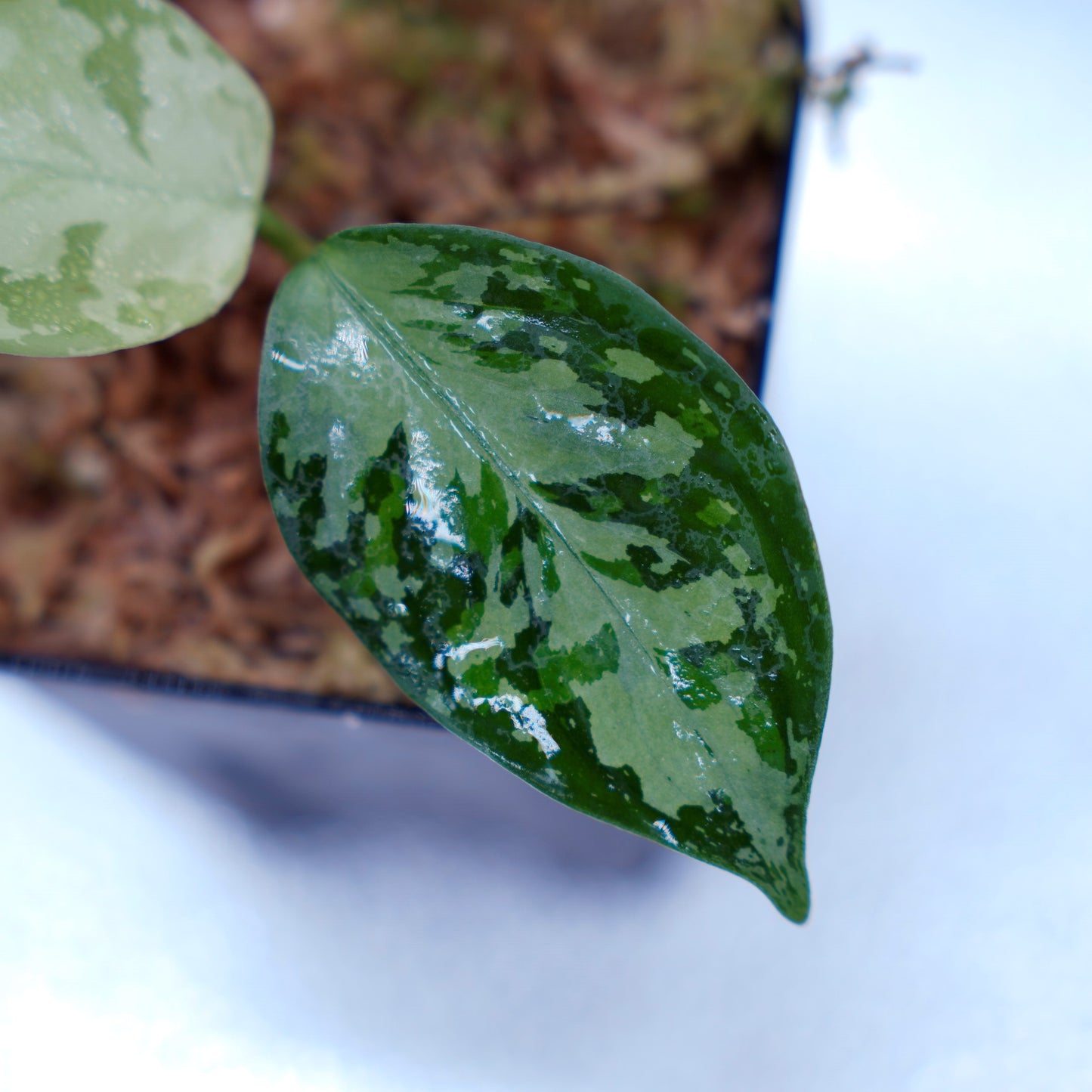 <オリジナル>Aglaonema Pictum Multicolor UND 【SEGAL】