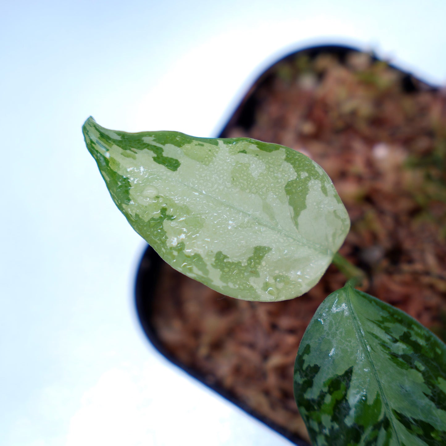 <オリジナル>Aglaonema Pictum Multicolor UND 【SEGAL】