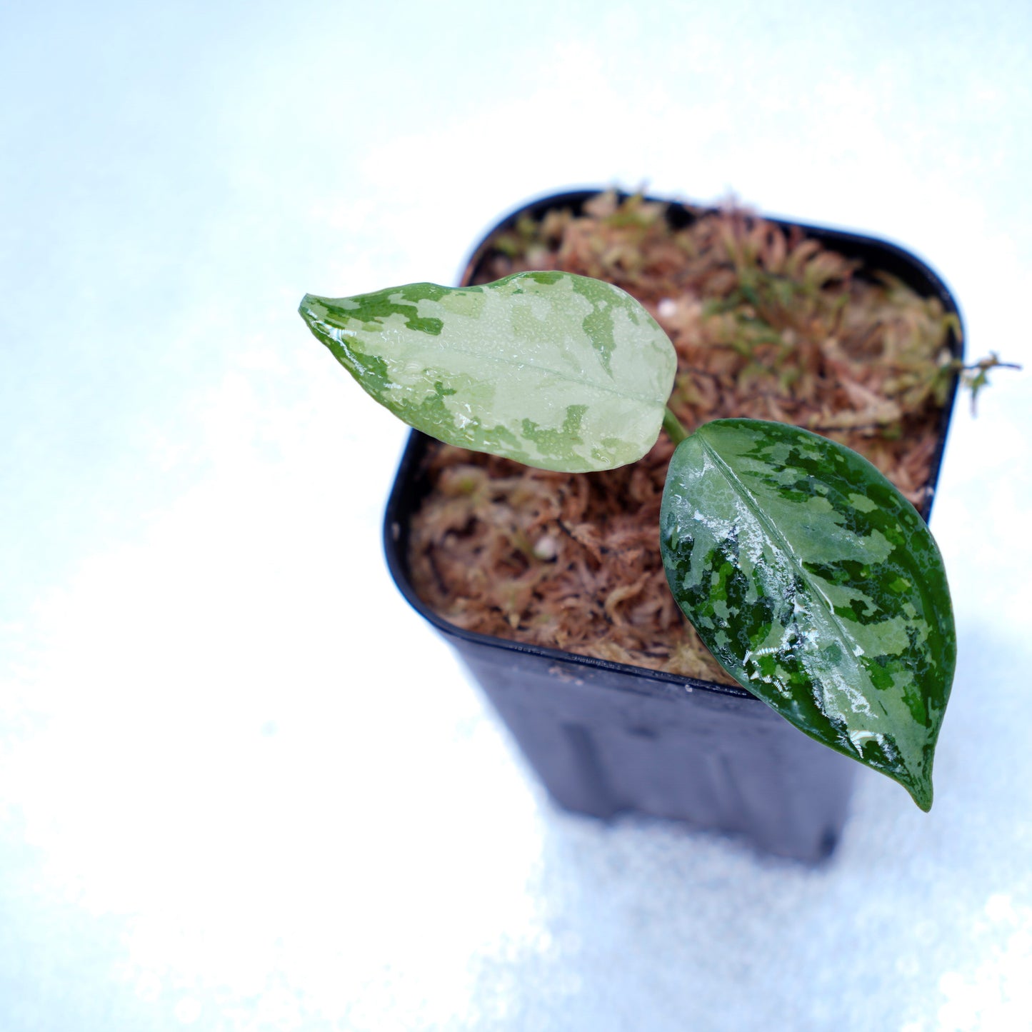 <オリジナル>Aglaonema Pictum Multicolor UND 【SEGAL】