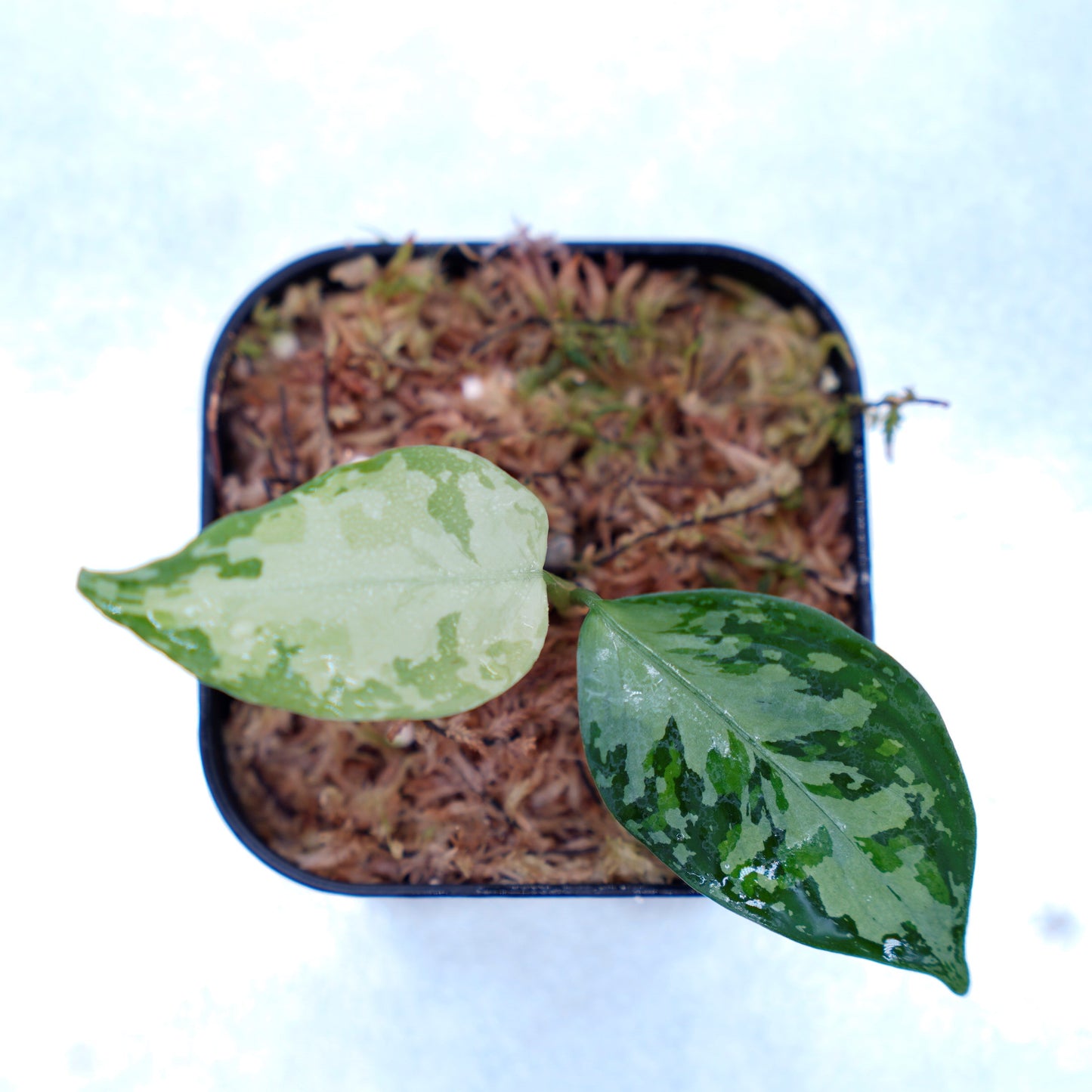 <オリジナル>Aglaonema Pictum Multicolor UND 【SEGAL】