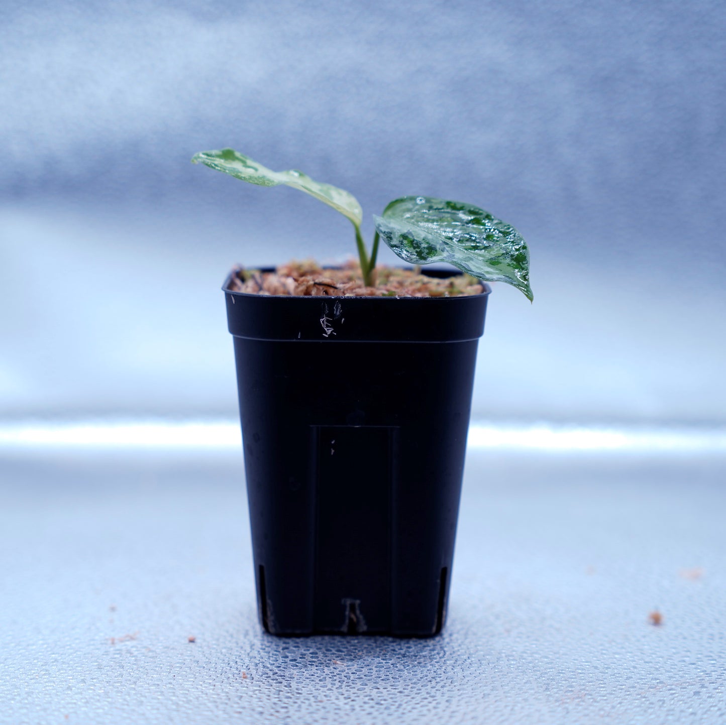 <オリジナル>Aglaonema Pictum Multicolor UND 【SEGAL】