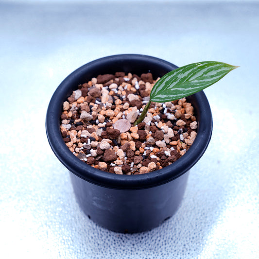 <カーティシー>Aglaonema Nitidum “Curtisii” UND220814B