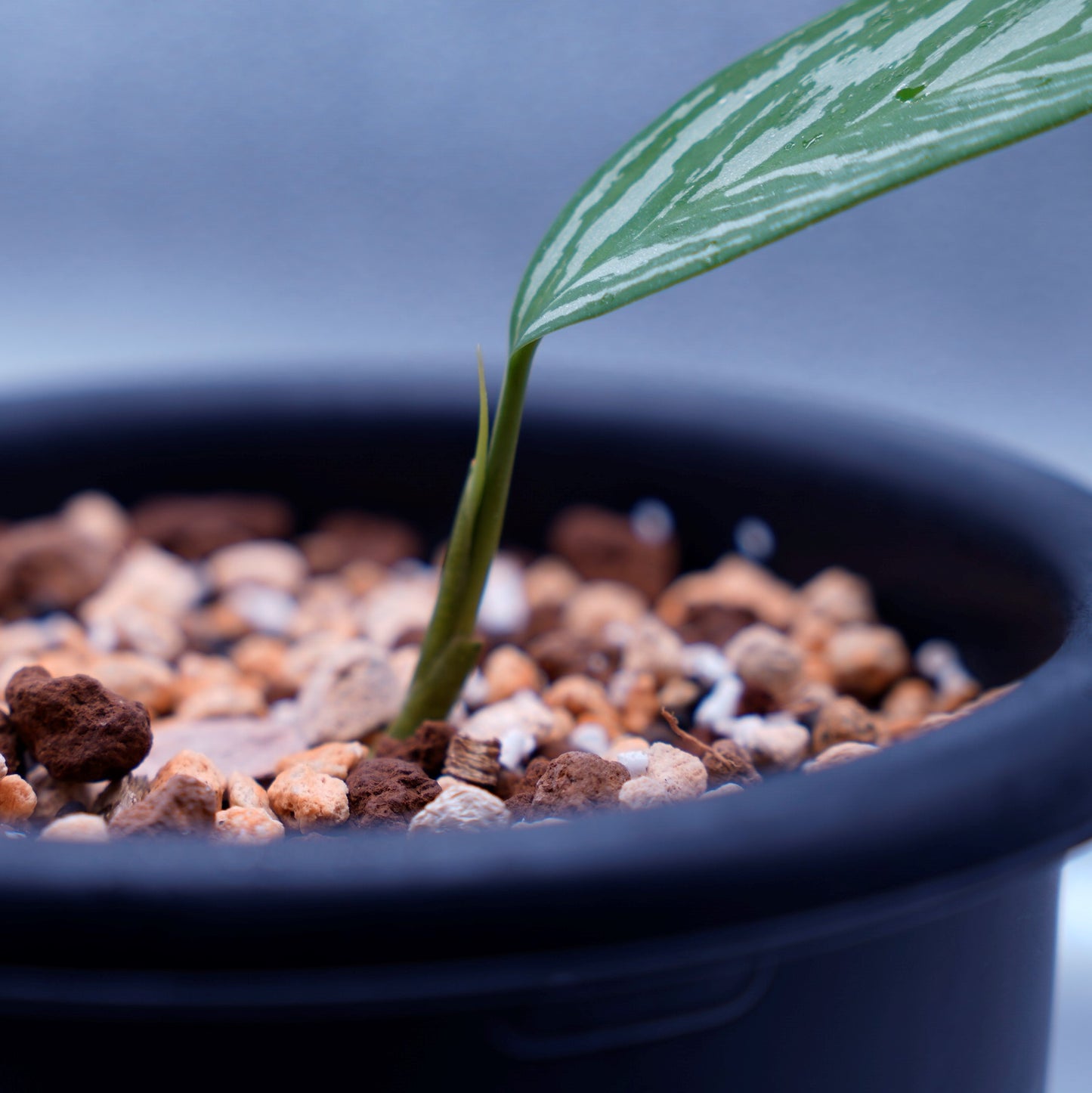 <カーティシー>Aglaonema Nitidum “Curtisii” UND220814B