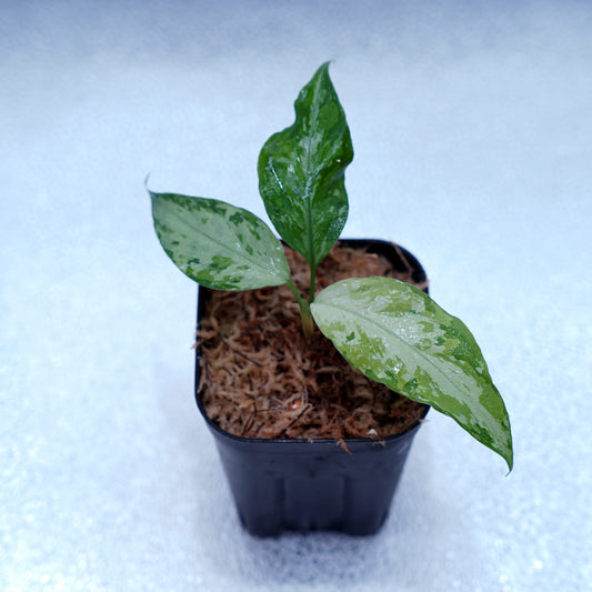 <TZ便>Aglaonema Pictum Aceh Multicolor【T-131220-b-6】
