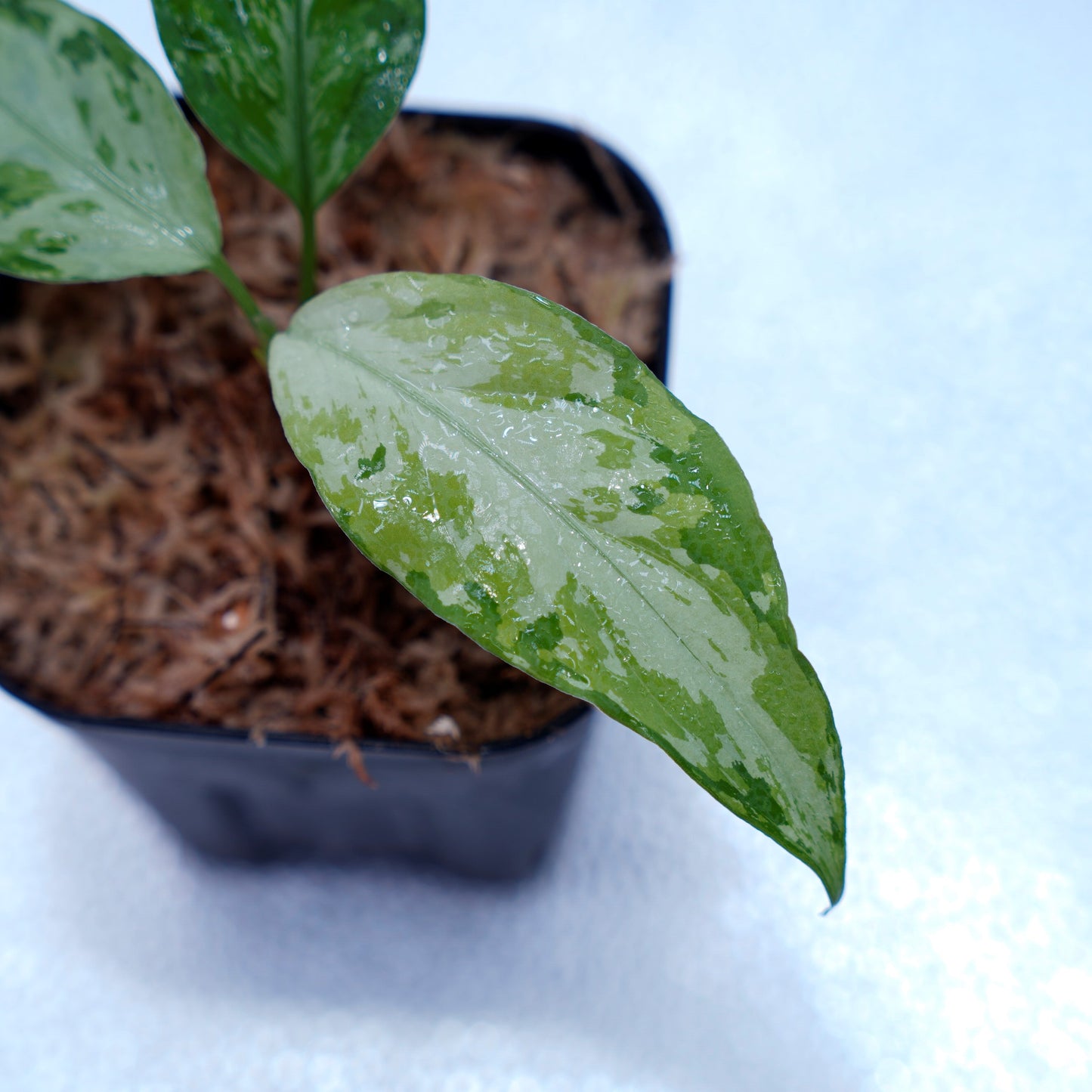 <TZ便>Aglaonema Pictum Aceh Multicolor【T-131220-b-6】