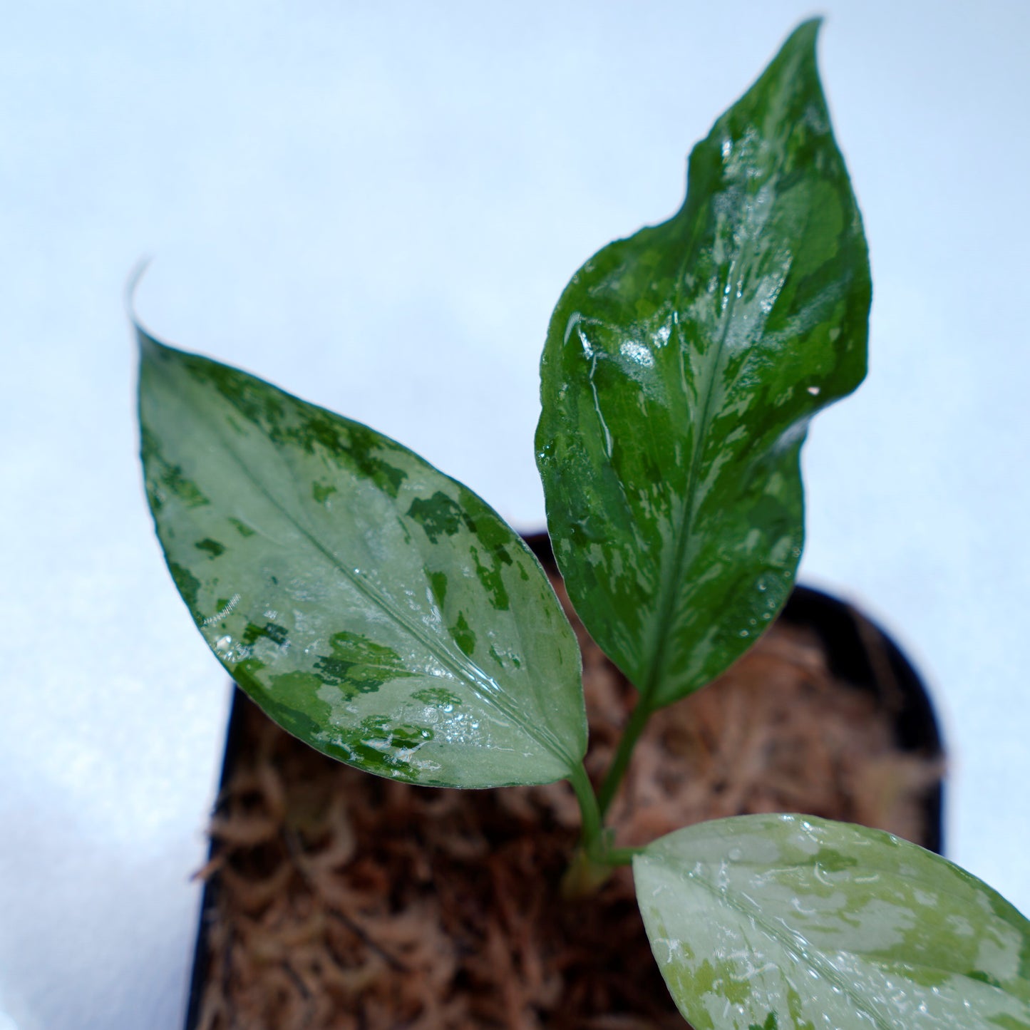<TZ便>Aglaonema Pictum Aceh Multicolor【T-131220-b-6】