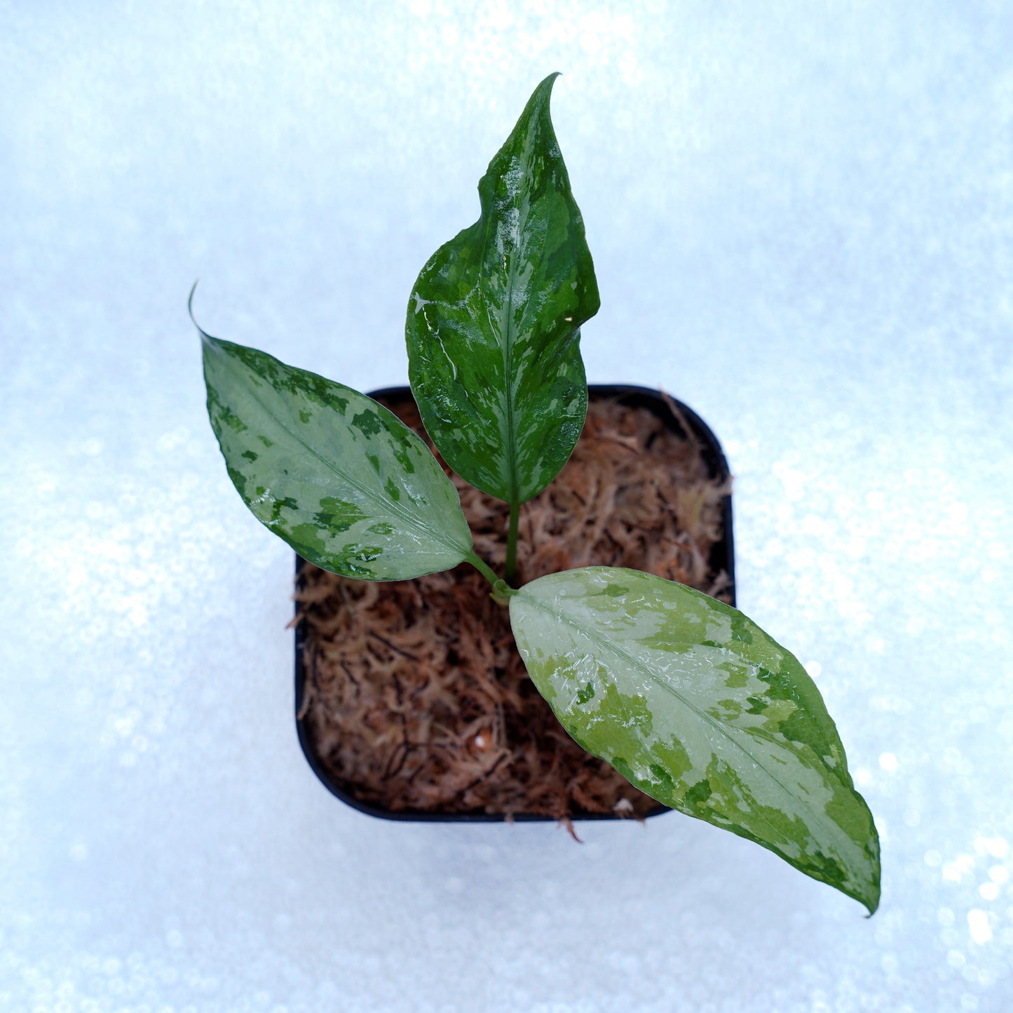 <TZ便>Aglaonema Pictum Aceh Multicolor【T-131220-b-6】