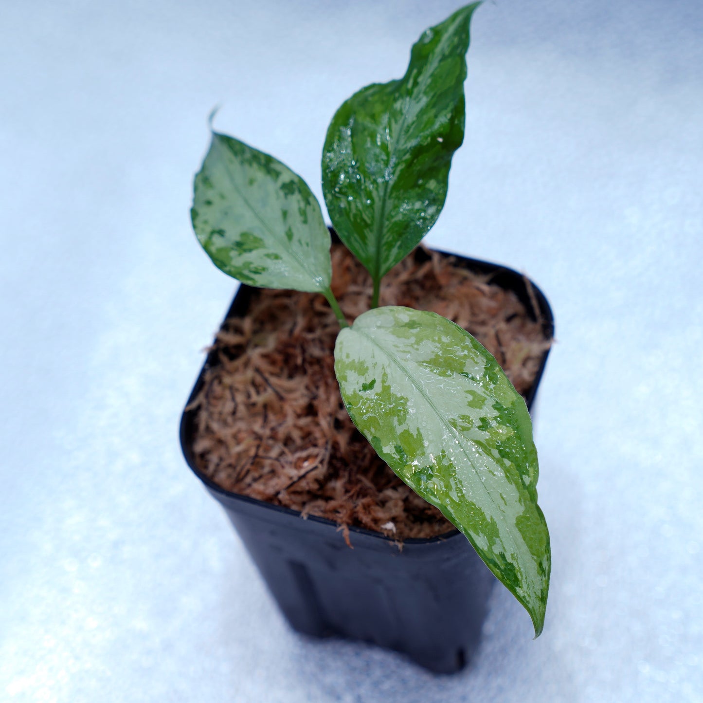 <TZ便>Aglaonema Pictum Aceh Multicolor【T-131220-b-6】