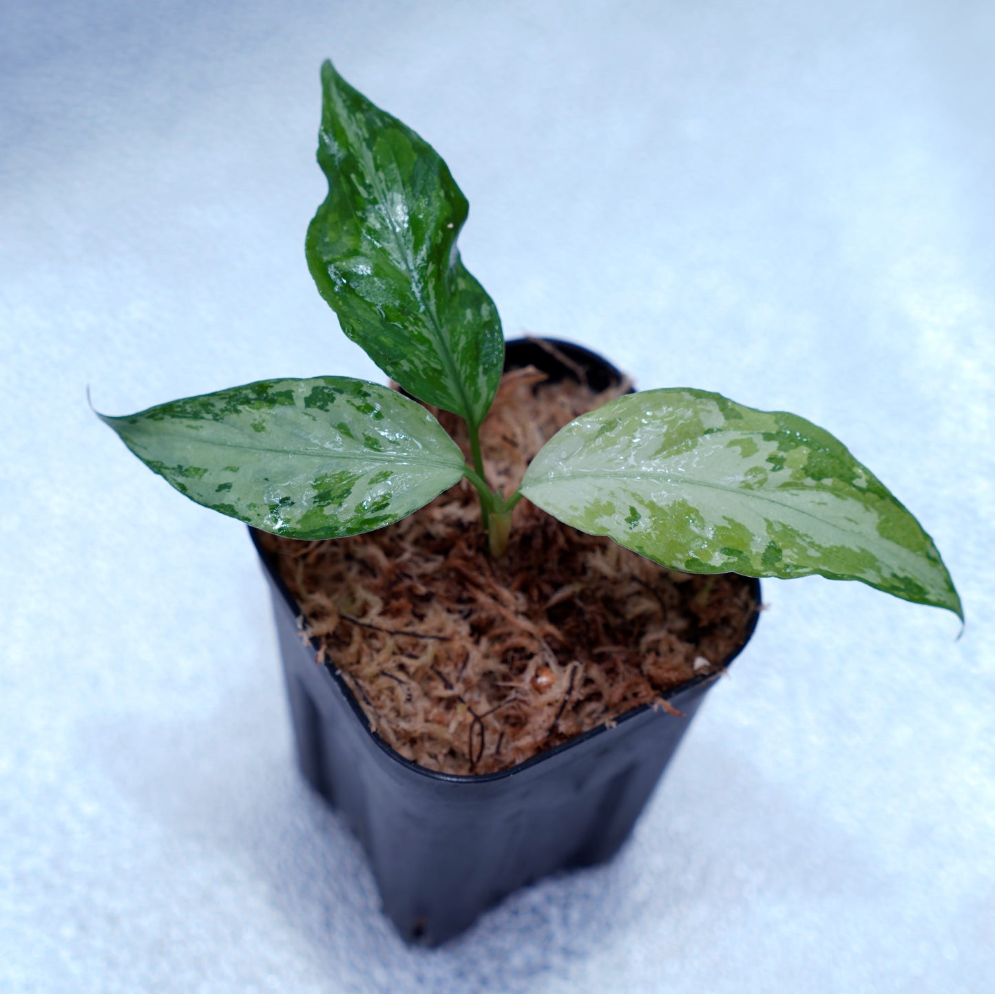 <TZ便>Aglaonema Pictum Aceh Multicolor【T-131220-b-6】