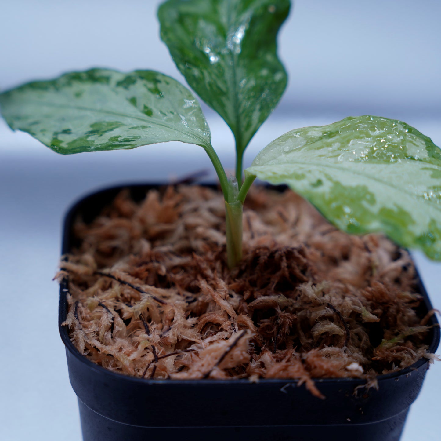 <TZ便>Aglaonema Pictum Aceh Multicolor【T-131220-b-6】