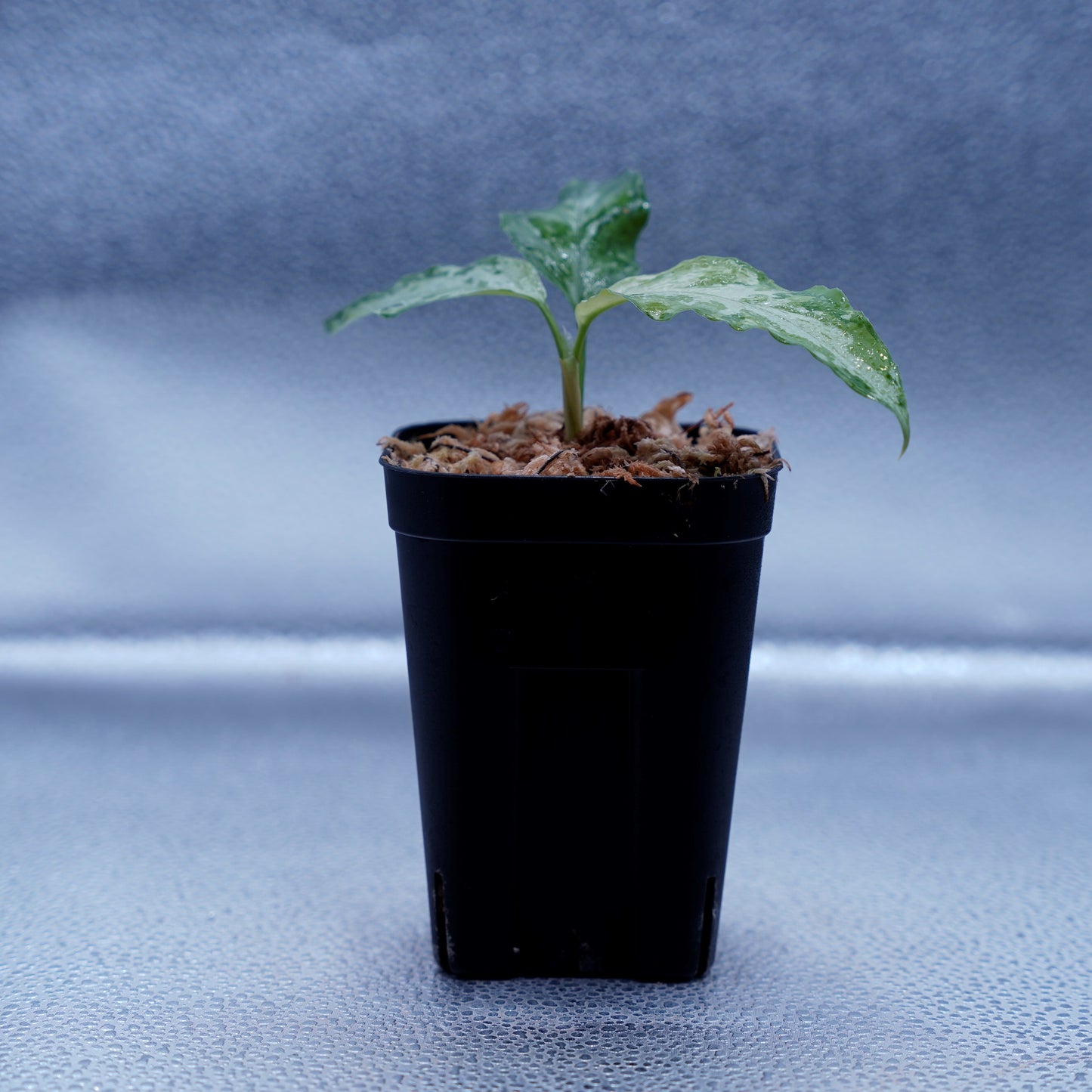 <TZ便>Aglaonema Pictum Aceh Multicolor【T-131220-b-6】