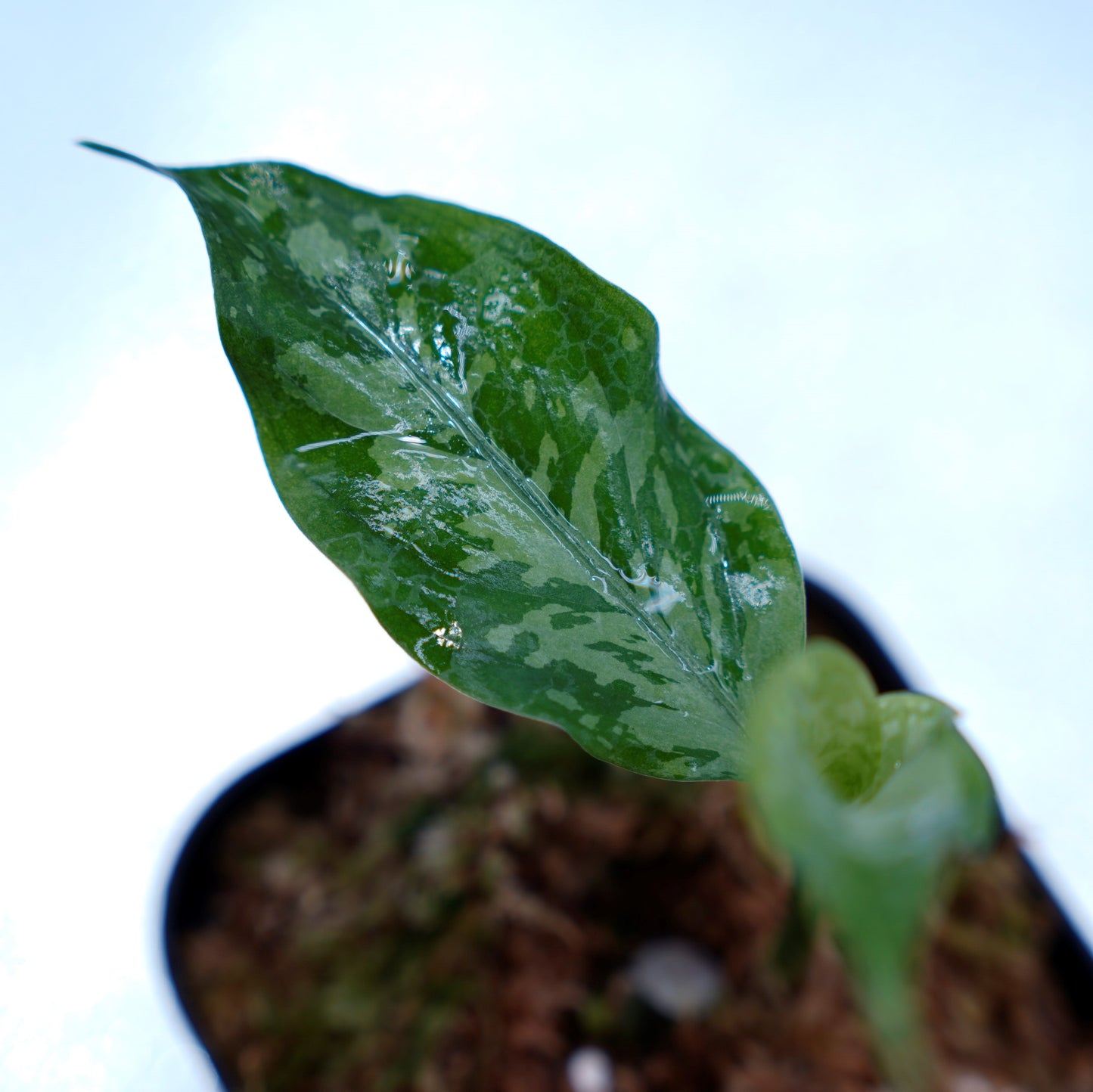<TZ便>Aglaonema Pictum Argentum【T-090719-b-x-3】