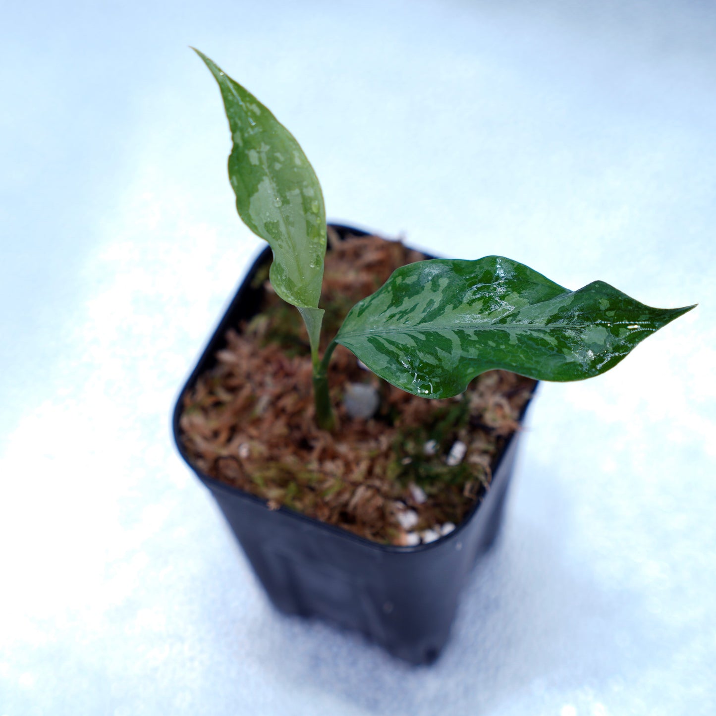 <TZ便>Aglaonema Pictum Argentum【T-090719-b-x-3】