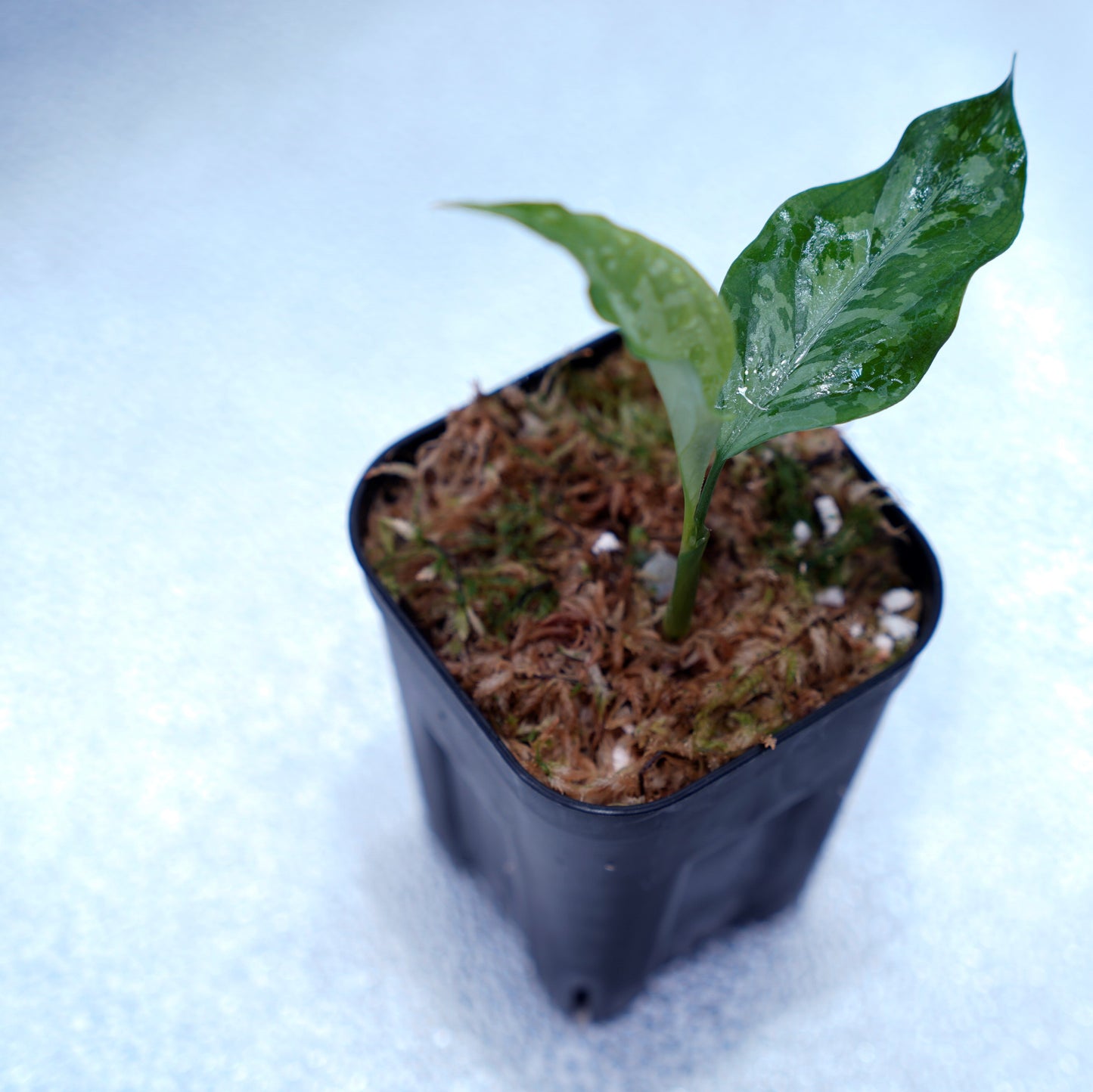 <TZ便>Aglaonema Pictum Argentum【T-090719-b-x-3】