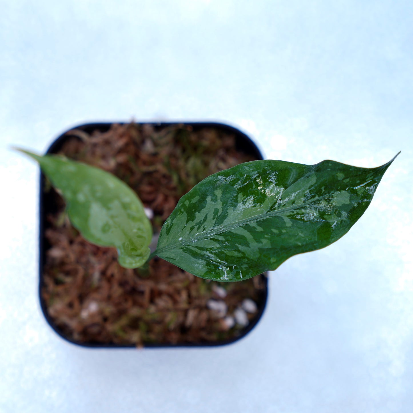 <TZ便>Aglaonema Pictum Argentum【T-090719-b-x-3】
