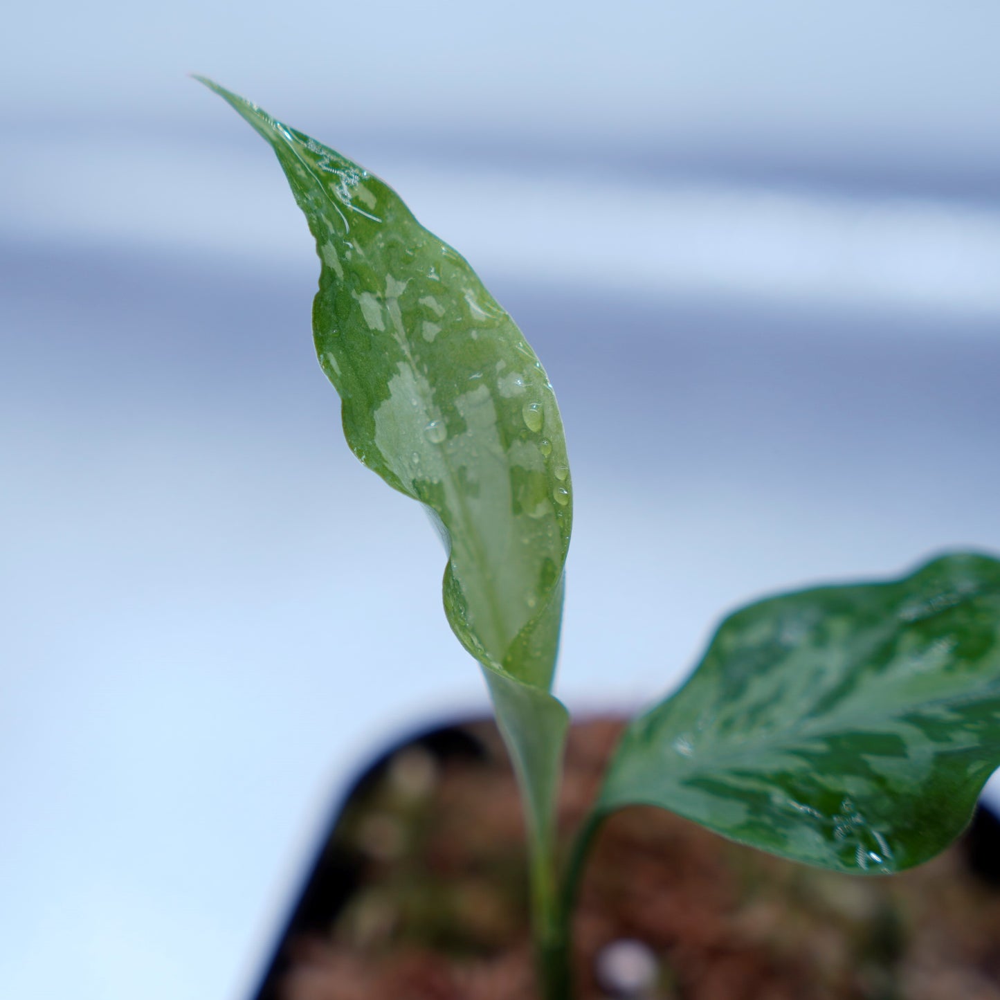 <TZ便>Aglaonema Pictum Argentum【T-090719-b-x-3】