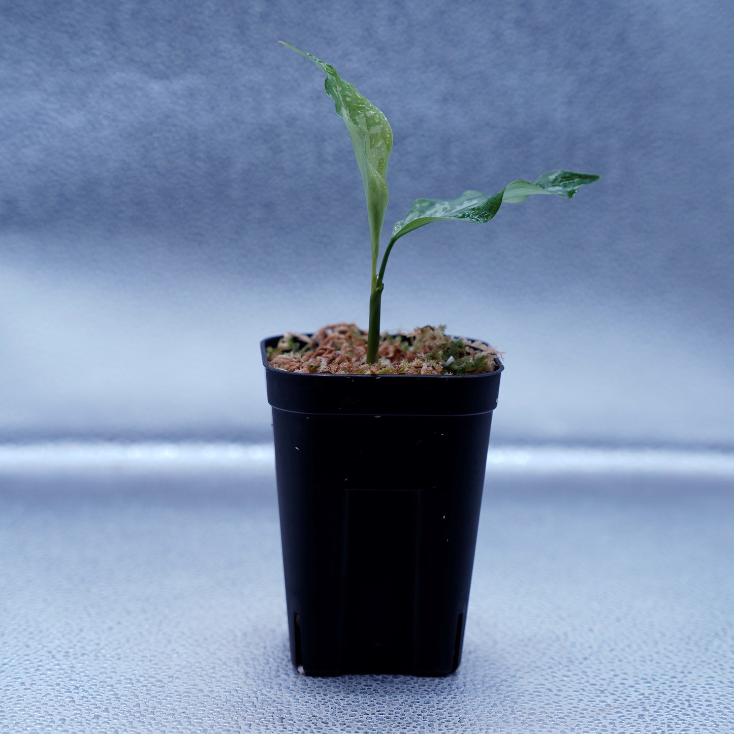<TZ便>Aglaonema Pictum Argentum【T-090719-b-x-3】