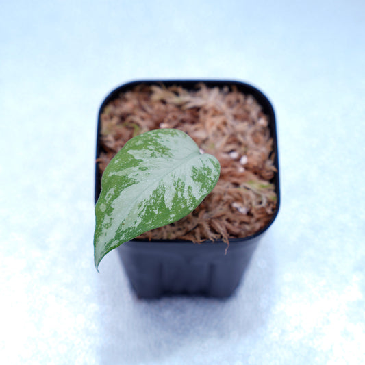 <オリジナル>Aglaonema Pictum Aceh Multicolor UND “HARVEY”