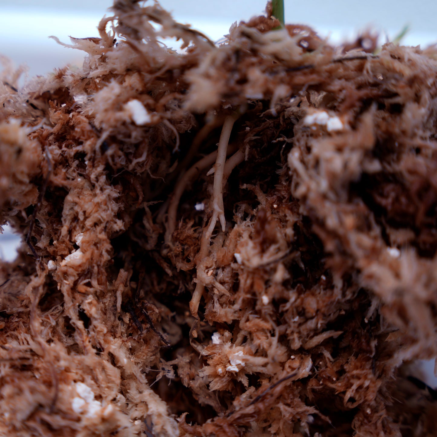 <オリジナル>Aglaonema Pictum Aceh Multicolor UND “HARVEY”