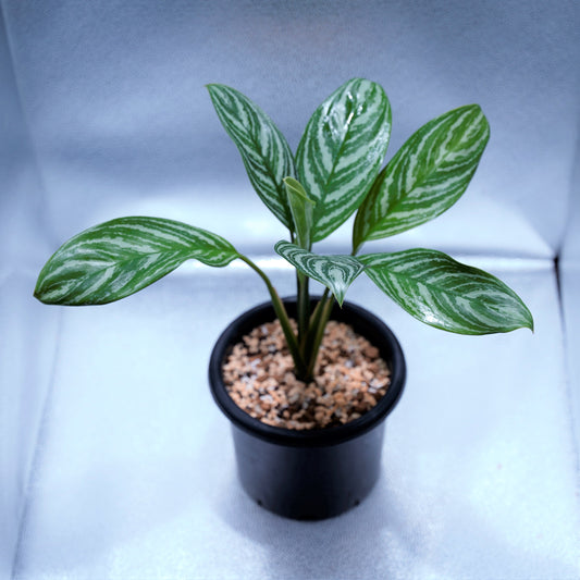 <カーティシー>Aglaonema Nitidum “Curtisii” UND220819