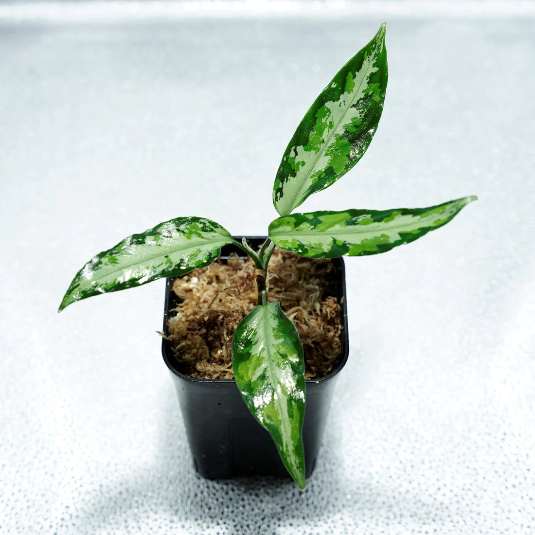 <オリジナル>Aglaonema Pictum Tricolor UND “CLANE”