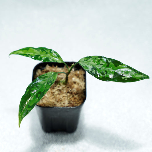 <TZ便>T-131220-b-6 Multicolor Type B ※正規タグ付き